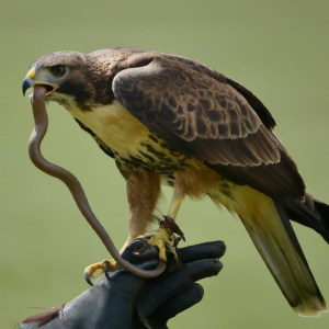 A large bird of prey, like an eagle, carrying a snake in its talons