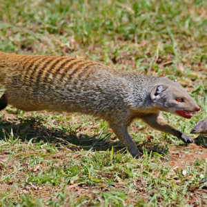 A mongoose chasing a snake through a grassy field